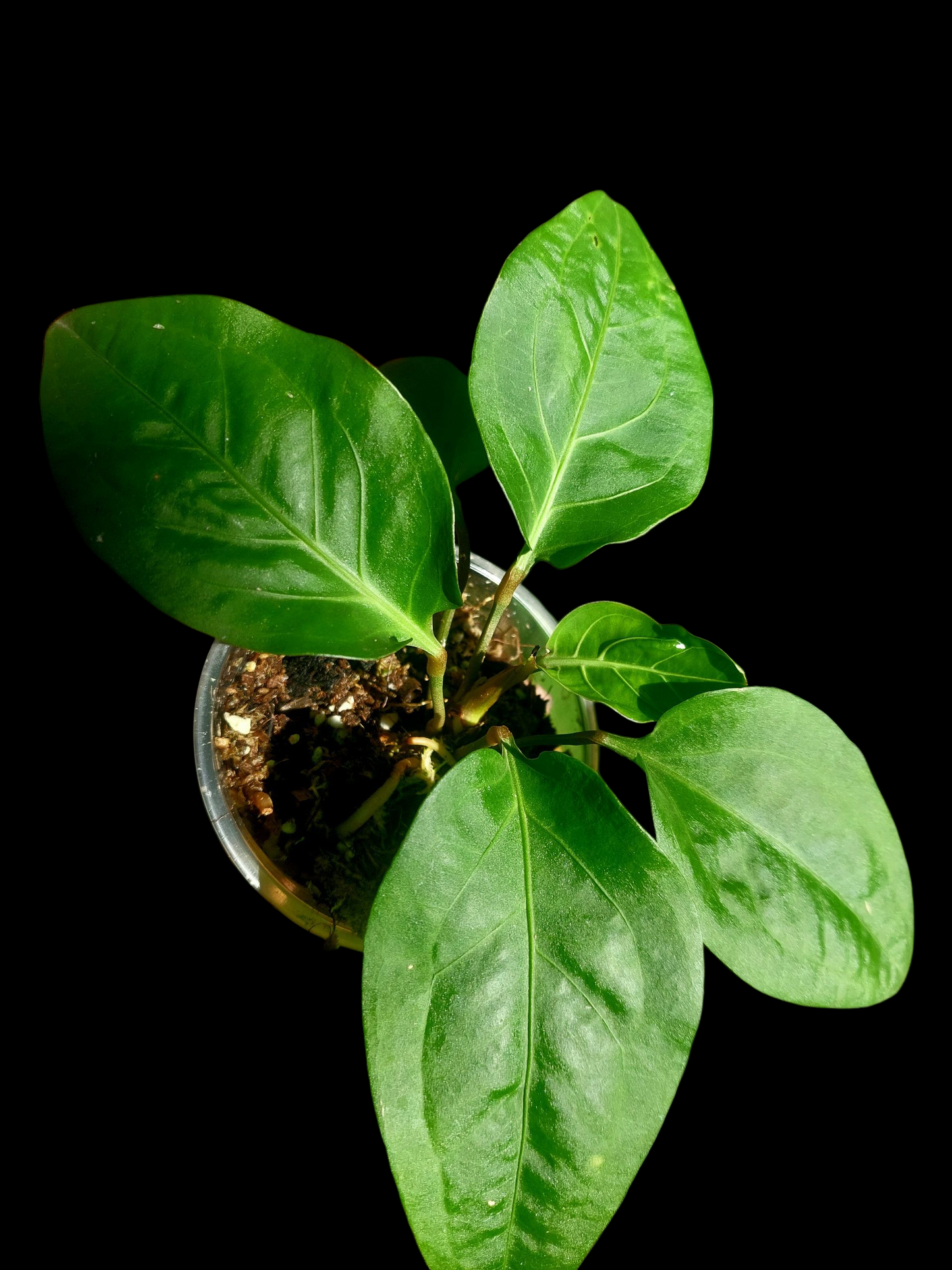 Anthurium Tarapotense Wild Ecotype (EXACT PLANT)