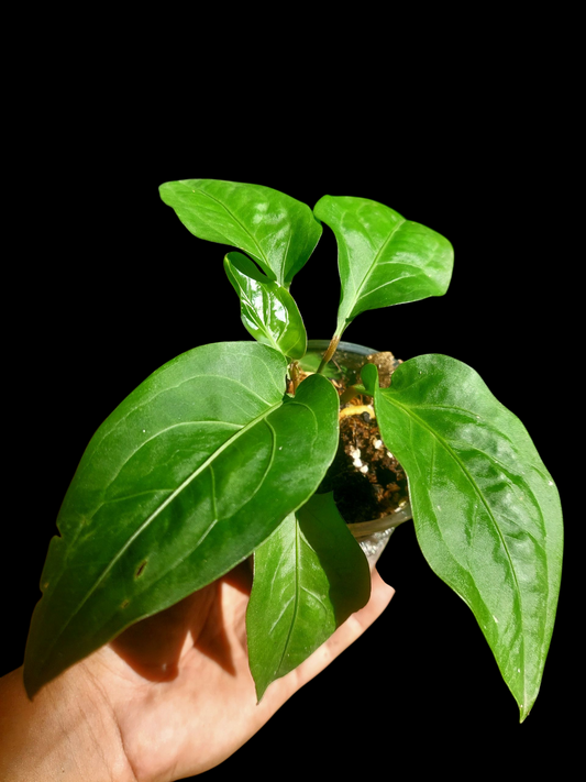 Anthurium Tarapotense Wild Ecotype (EXACT PLANT)