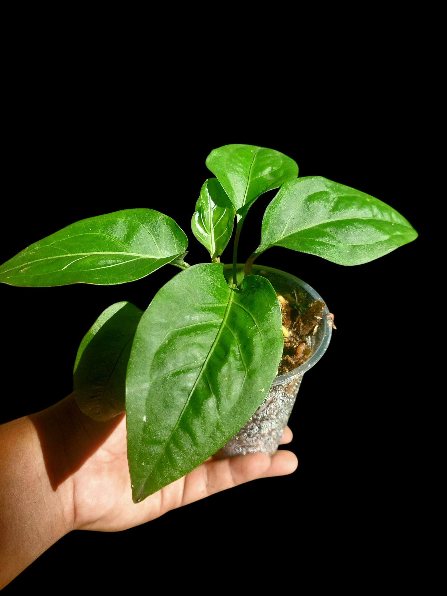 Anthurium Tarapotense Wild Ecotype (EXACT PLANT)