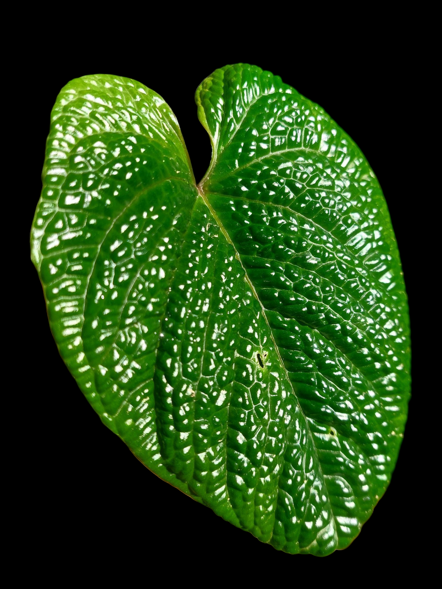 Anthurium Nutibarense Wild Ecotype (EXACT PLANT)