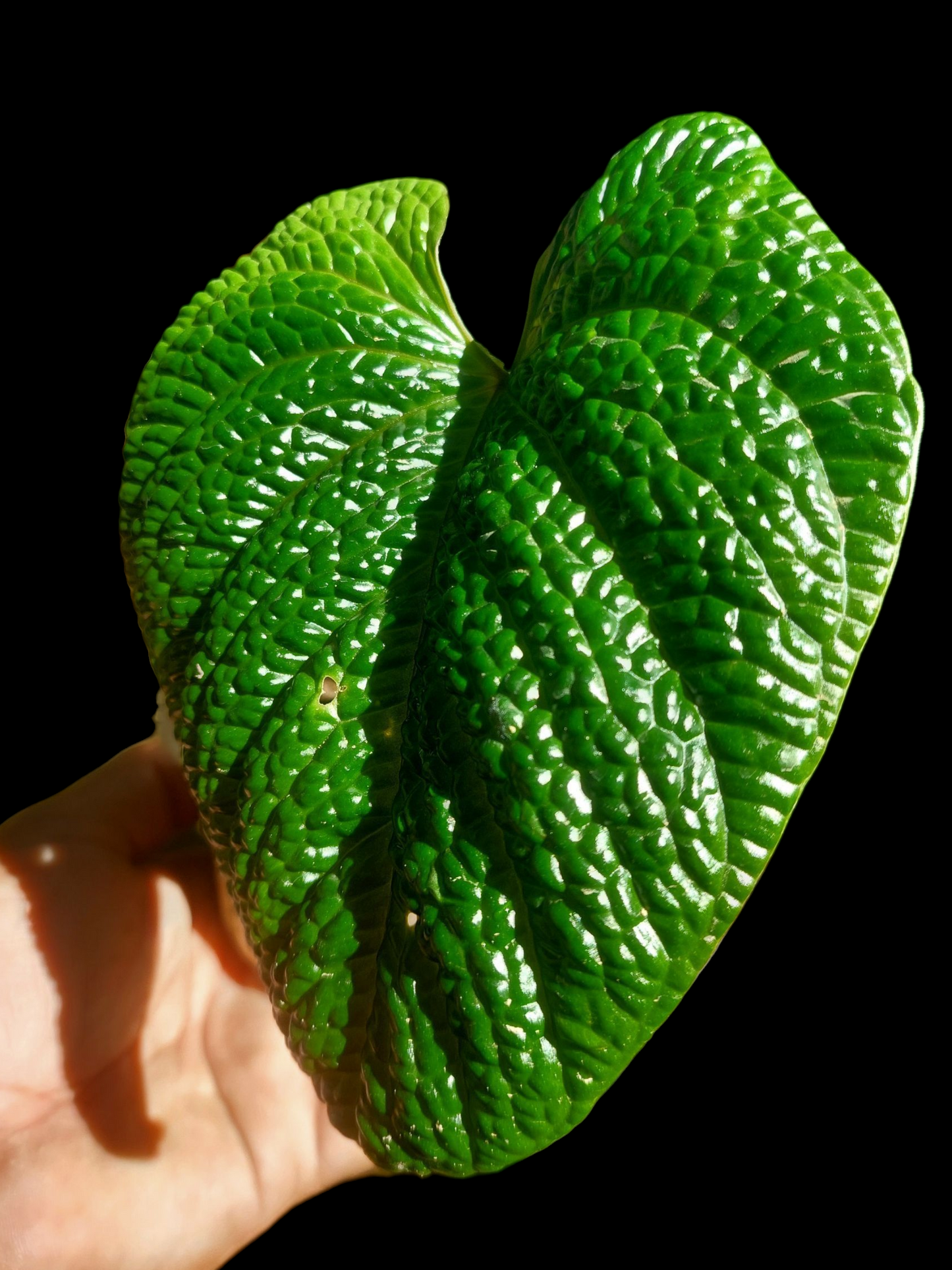 Anthurium Nutibarense Wild Ecotype (EXACT PLANT)