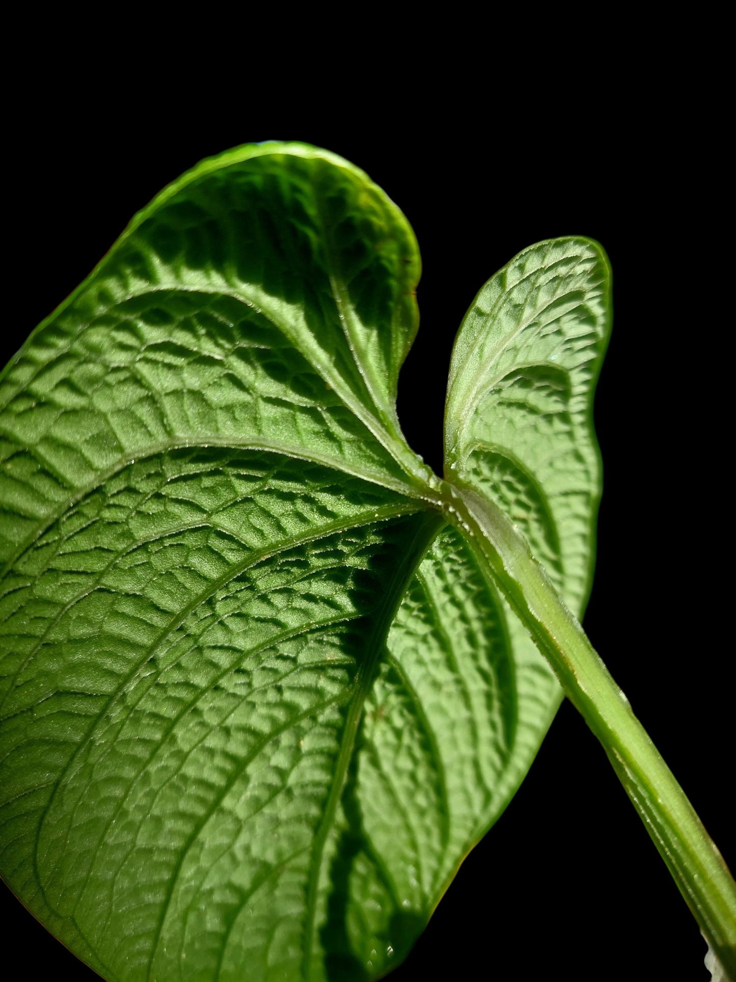 Anthurium Nutibarense Wild Ecotype (EXACT PLANT)