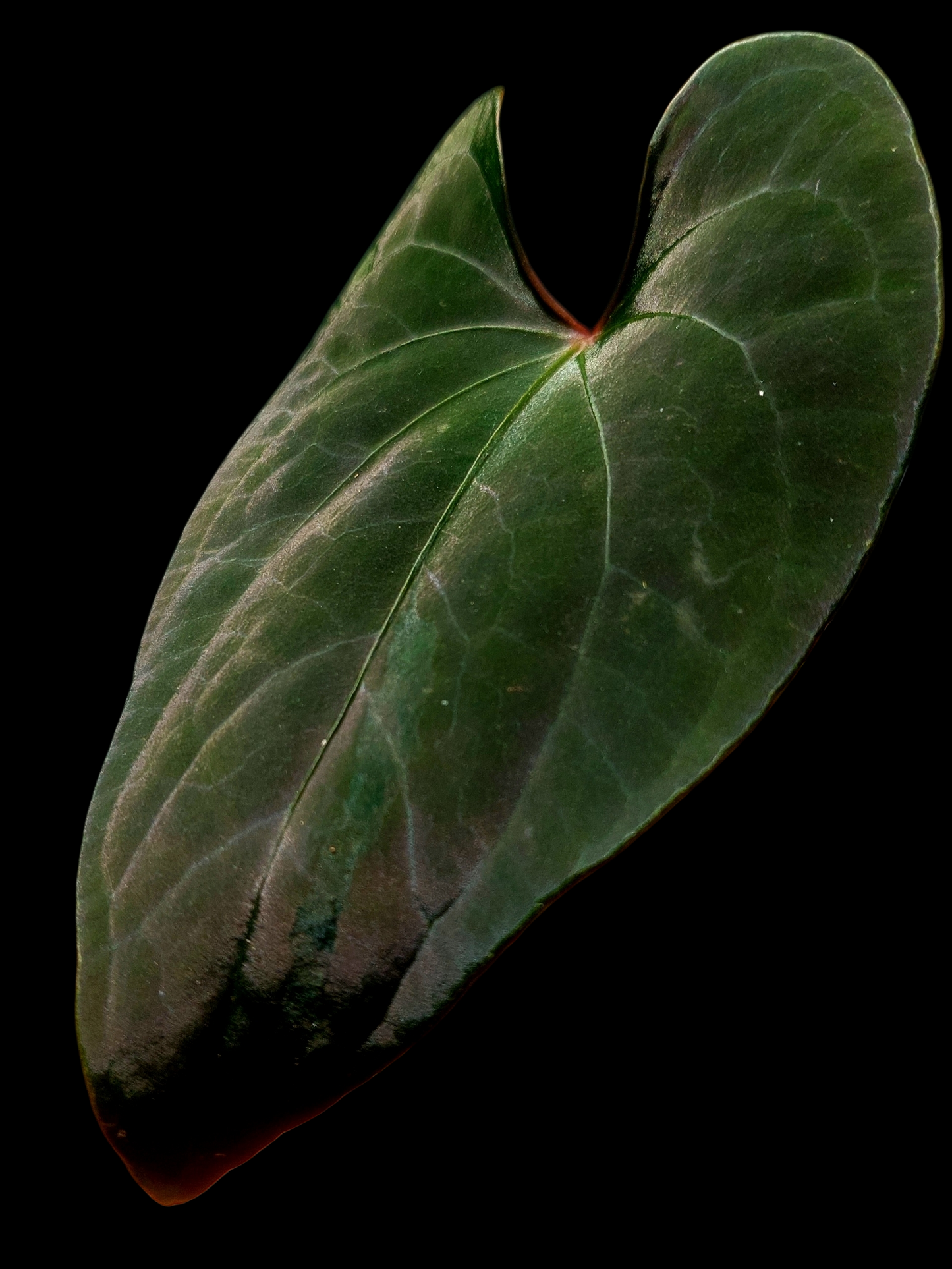 Anthurium sp. 'Huanuco Dark Velvet' Small Plant (EXACT PLANT)