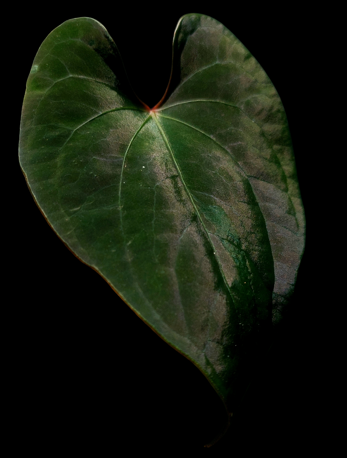 Anthurium sp. 'Huanuco Dark Velvet' Small Plant (EXACT PLANT)