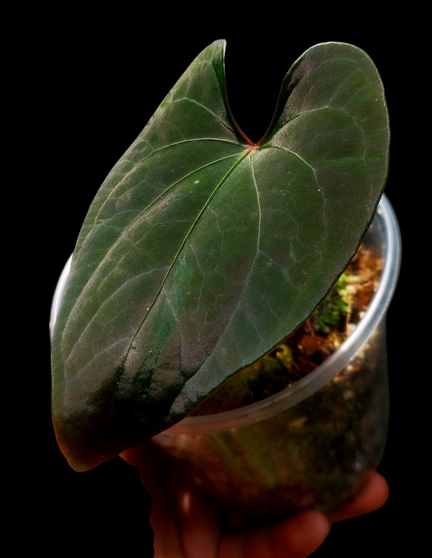 Anthurium sp. 'Huanuco Dark Velvet' Small Plant (EXACT PLANT)