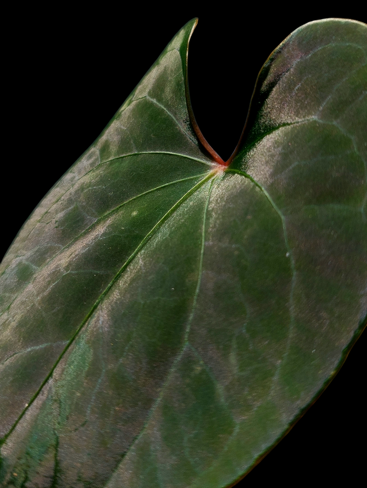 Anthurium sp. 'Huanuco Dark Velvet' Small Plant (EXACT PLANT)