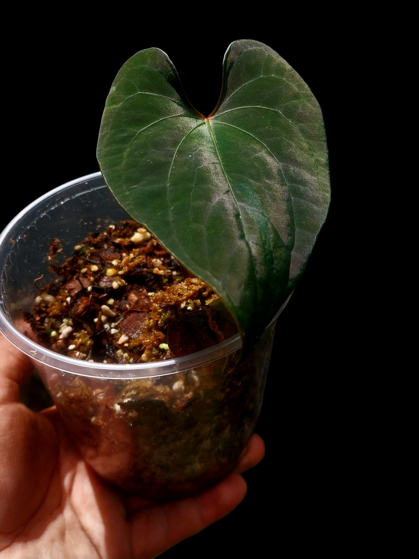 Anthurium sp. 'Huanuco Dark Velvet' Small Plant (EXACT PLANT)