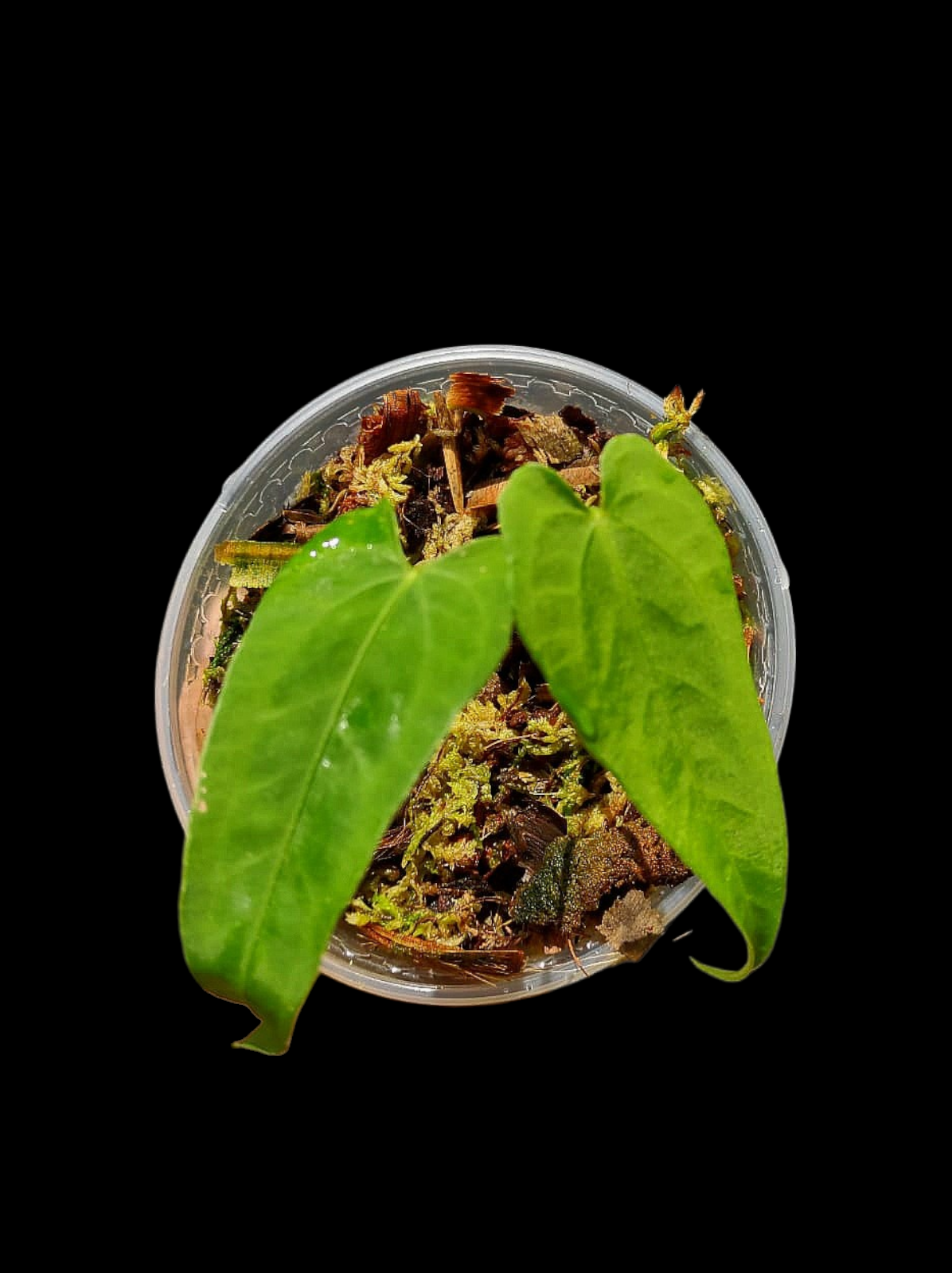 Anthurium Sp. 'Esmeralda' Wild Ecotype (EXACT PLANT)