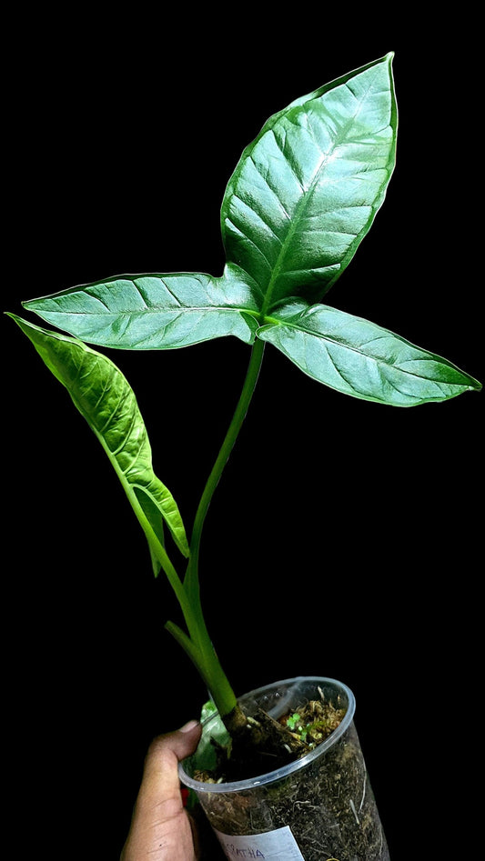 Chlorospatha sp. Peru Wild Ecotype