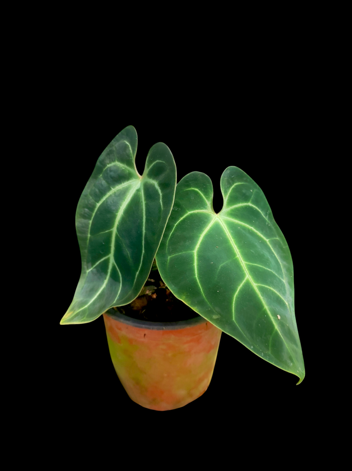 Anthurium besseae aff  2 leaves