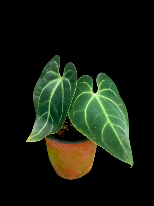 Anthurium besseae aff  2 leaves