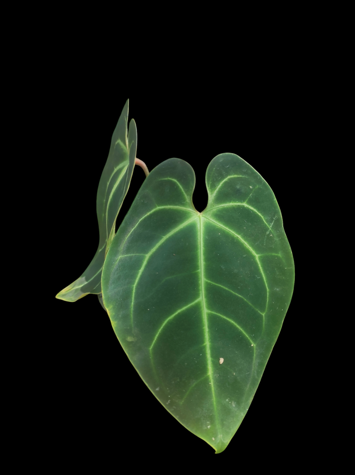 Anthurium besseae aff  2 leaves