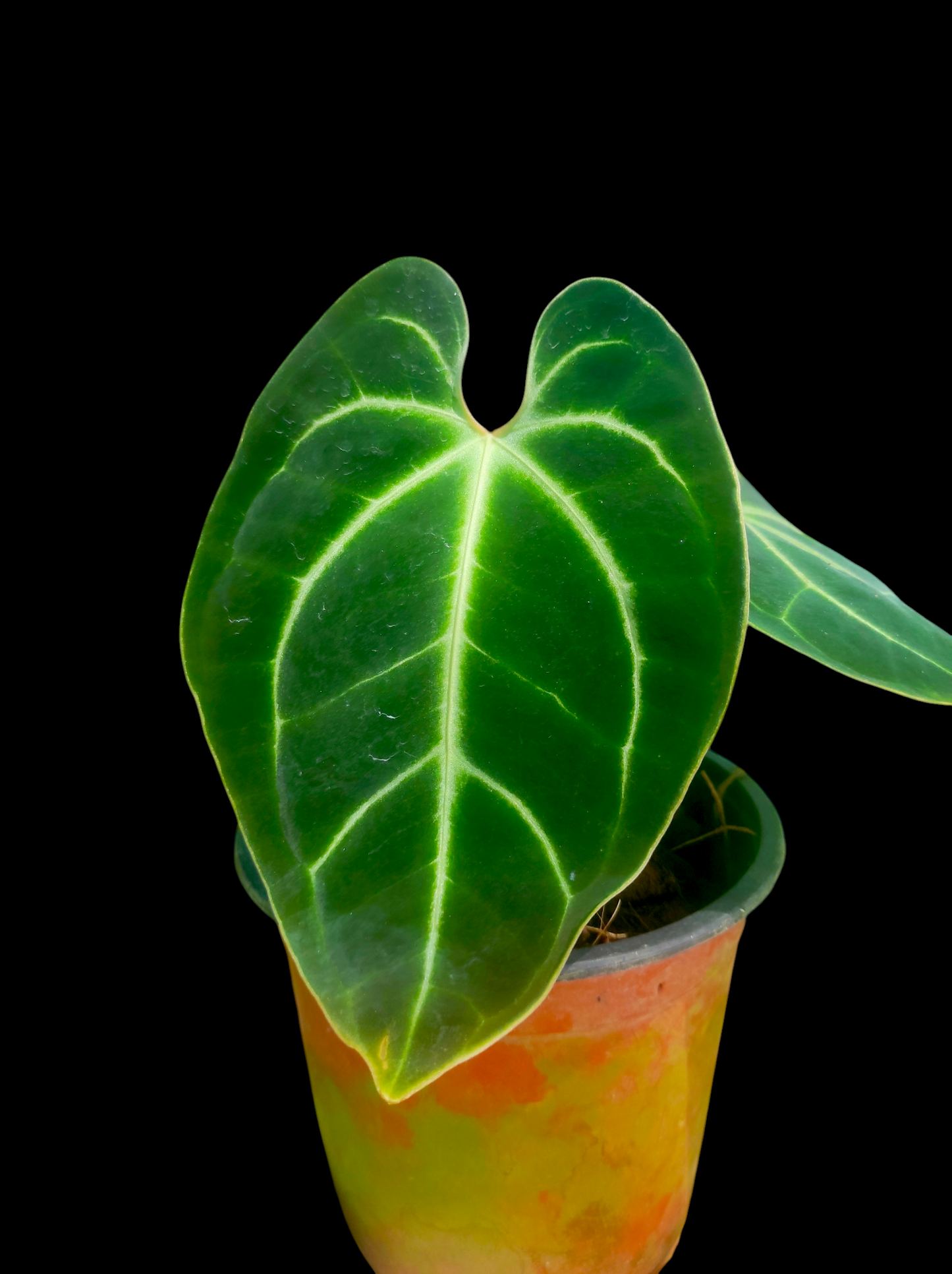 Anthurium besseae aff  2 leaves