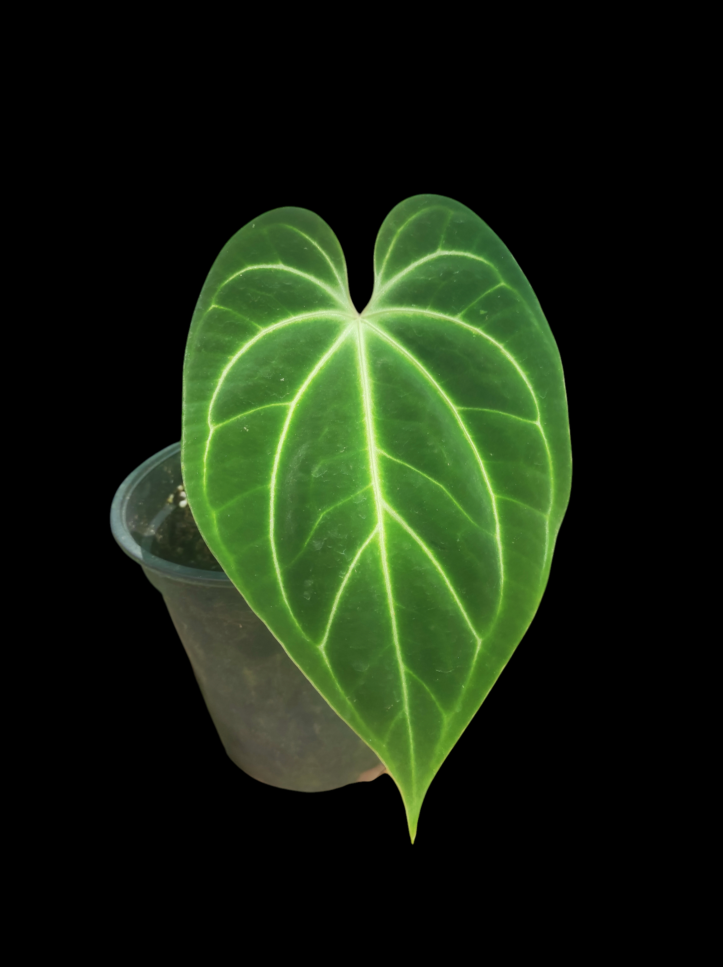 Anthurium bessere aff "Green Velvety Leaf"