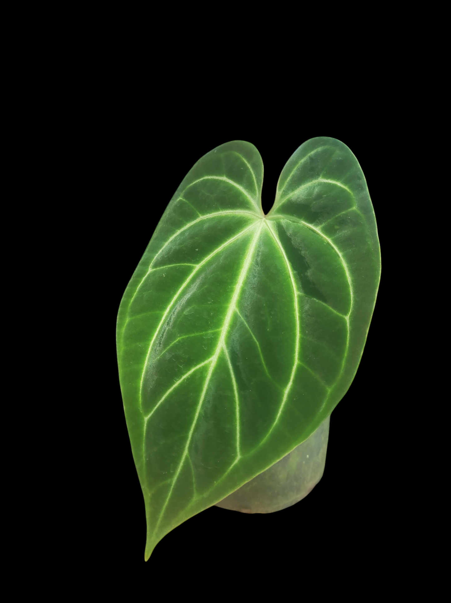 Anthurium bessere aff "Green Velvety Leaf"