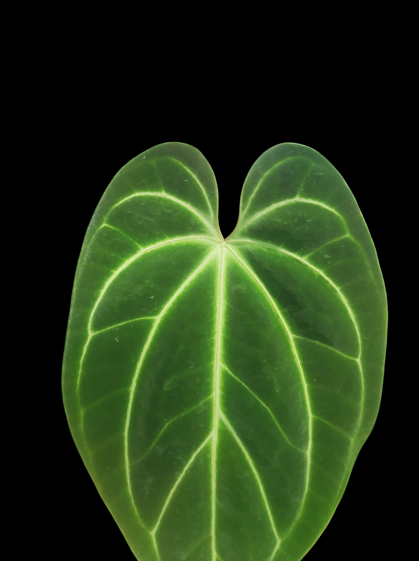 Anthurium bessere aff "Green Velvety Leaf"