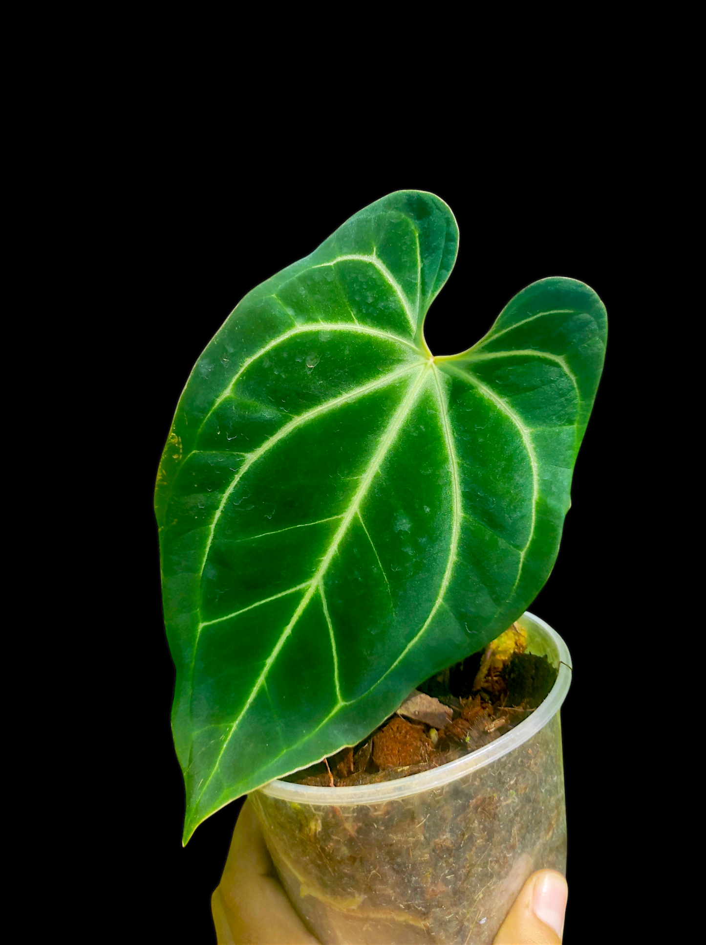 Anthurium bessere aff 2 leaves "Saggitate form"