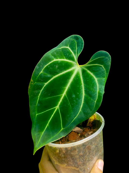 Anthurium bessere aff 2 leaves "Saggitate form"