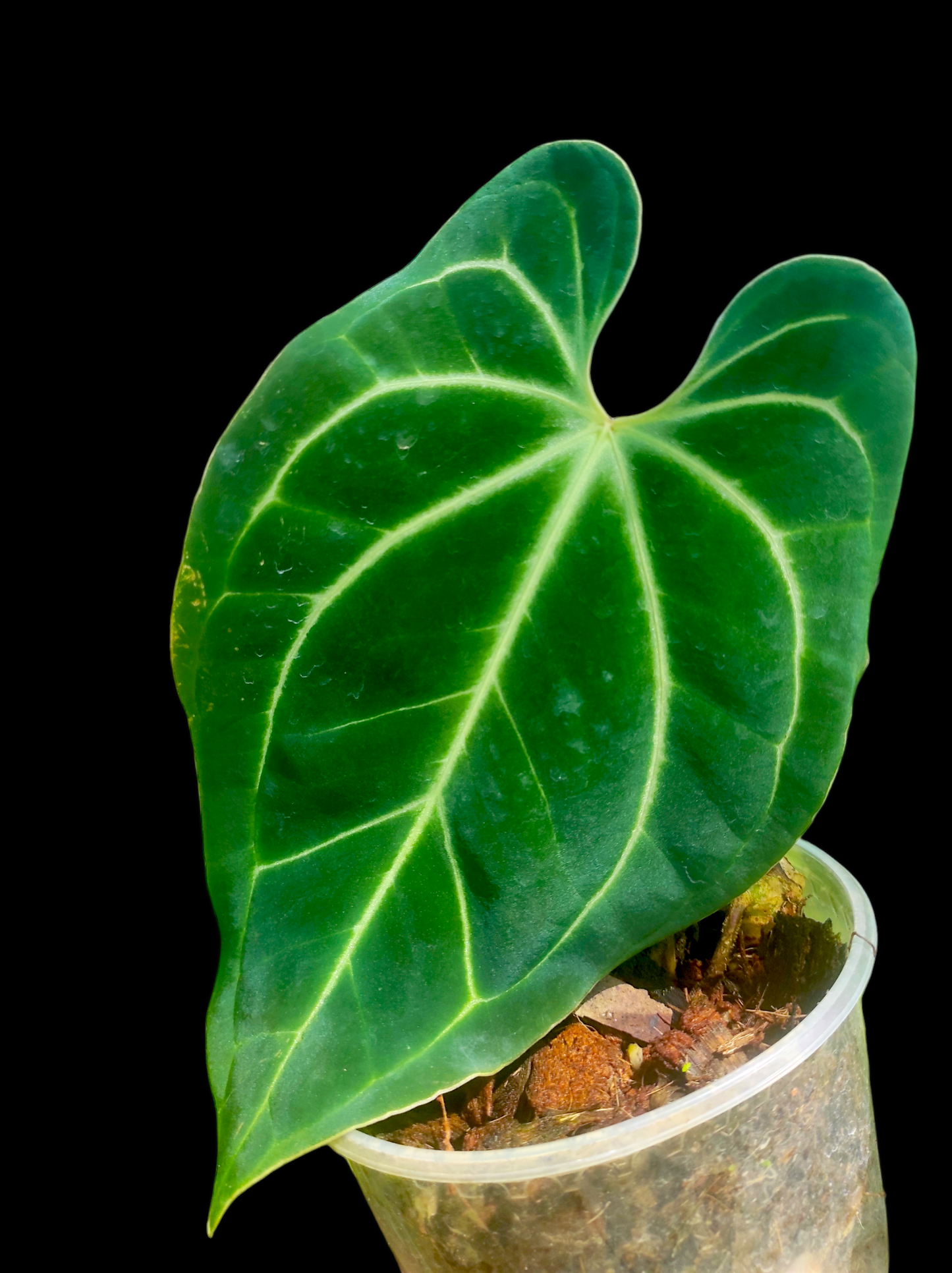 Anthurium bessere aff 2 leaves "Saggitate form"