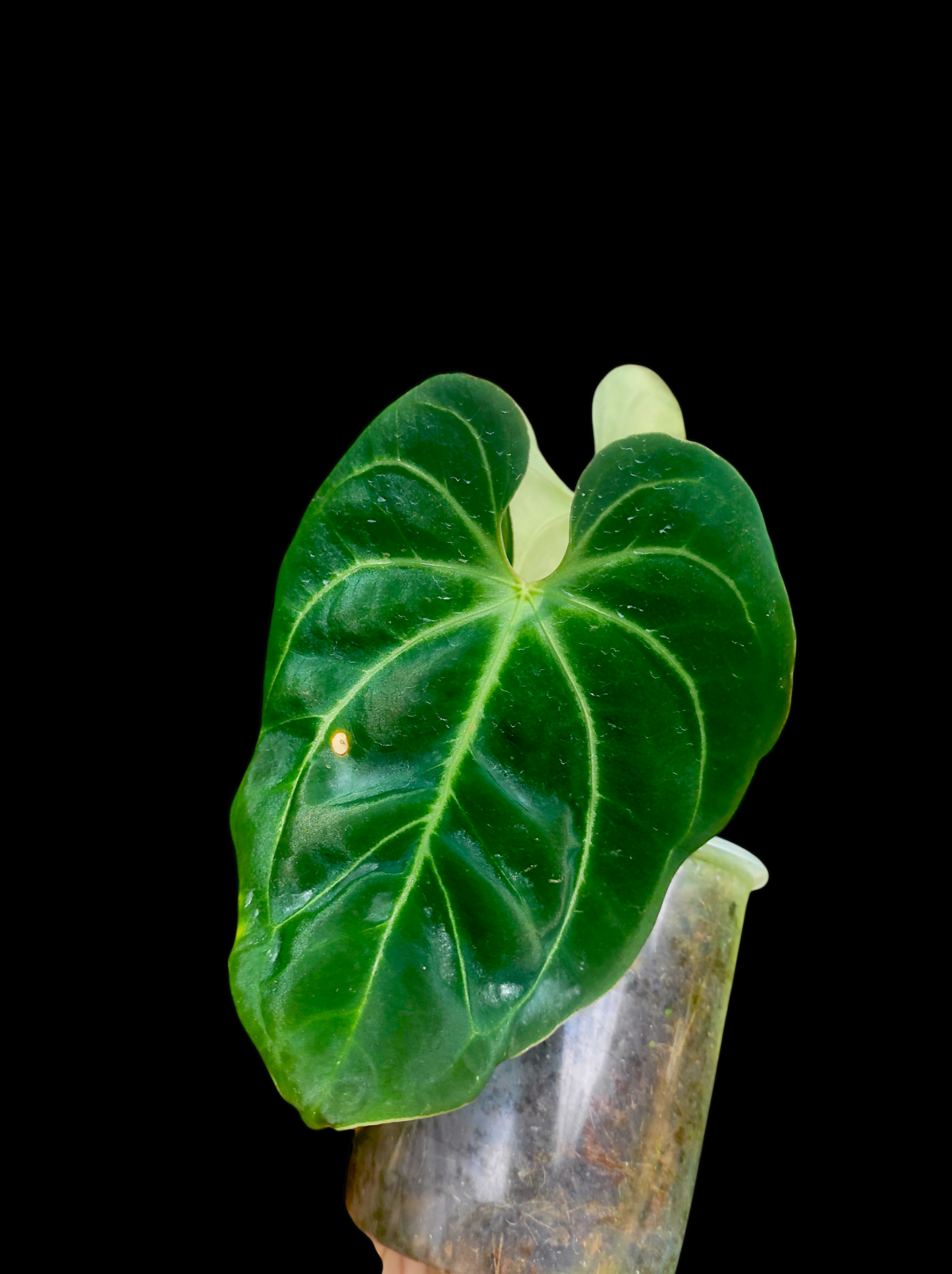Anthurium bessere aff 2 leaves "Saggitate form"