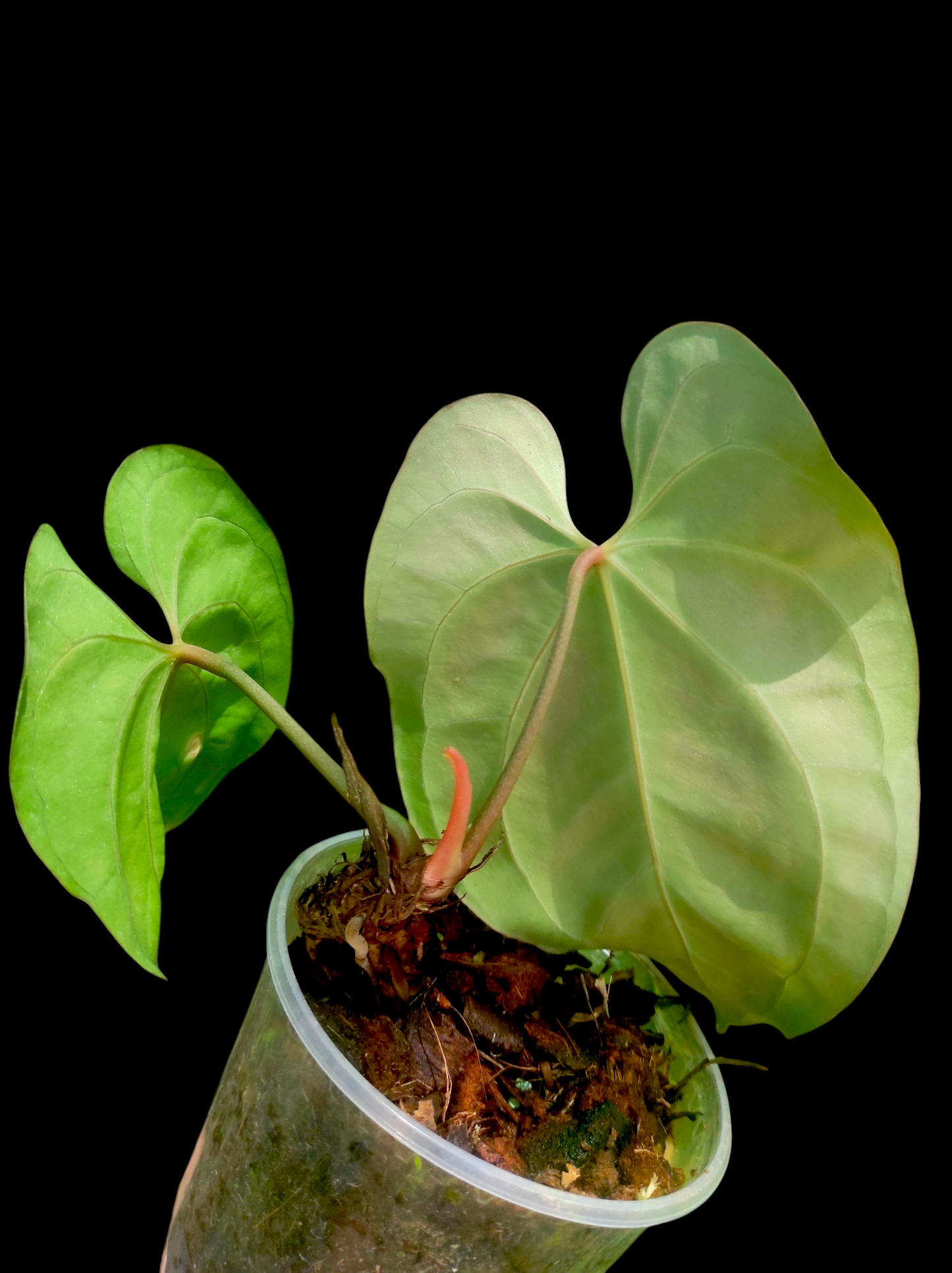 Anthurium bessere aff 2 leaves "Saggitate form"