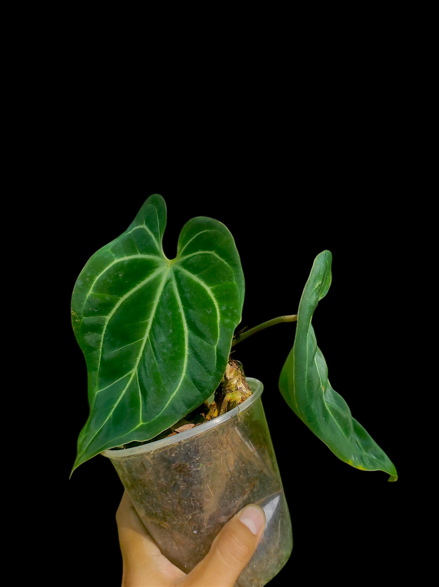 Anthurium bessere aff 2 leaves "Saggitate form"