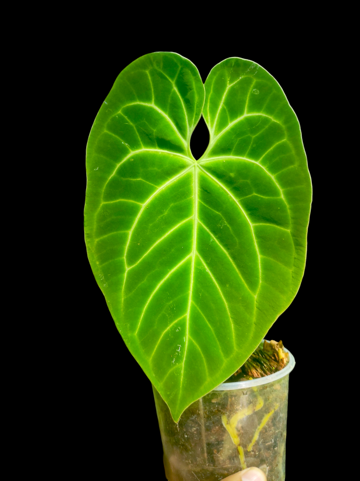 Anthurium bessere aff 2 leaves "Green Velvety - Stripes "