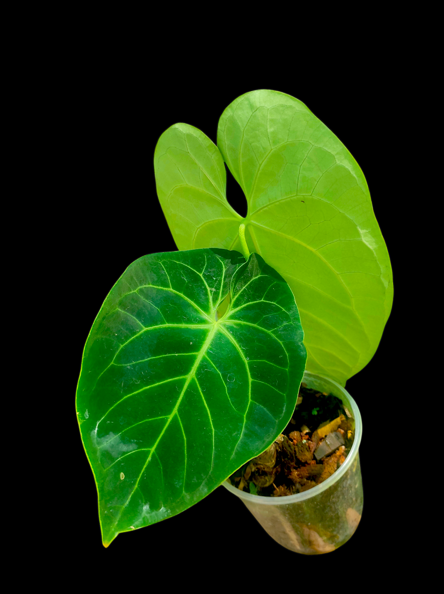 Anthurium bessere aff 2 leaves "Green Velvety - Stripes "
