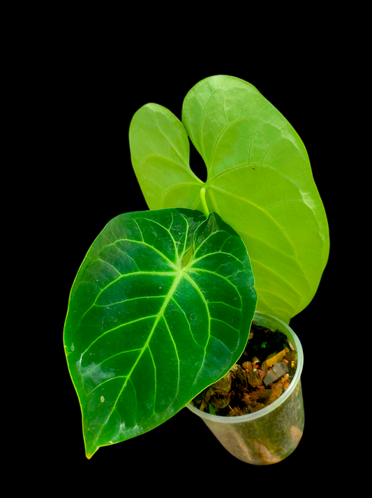 Anthurium bessere aff 2 leaves "Green Velvety - Stripes "