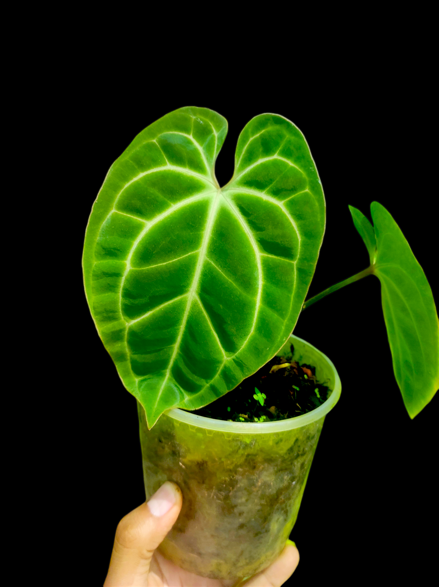 Anthurium besseae aff 2 leaves "Round form"