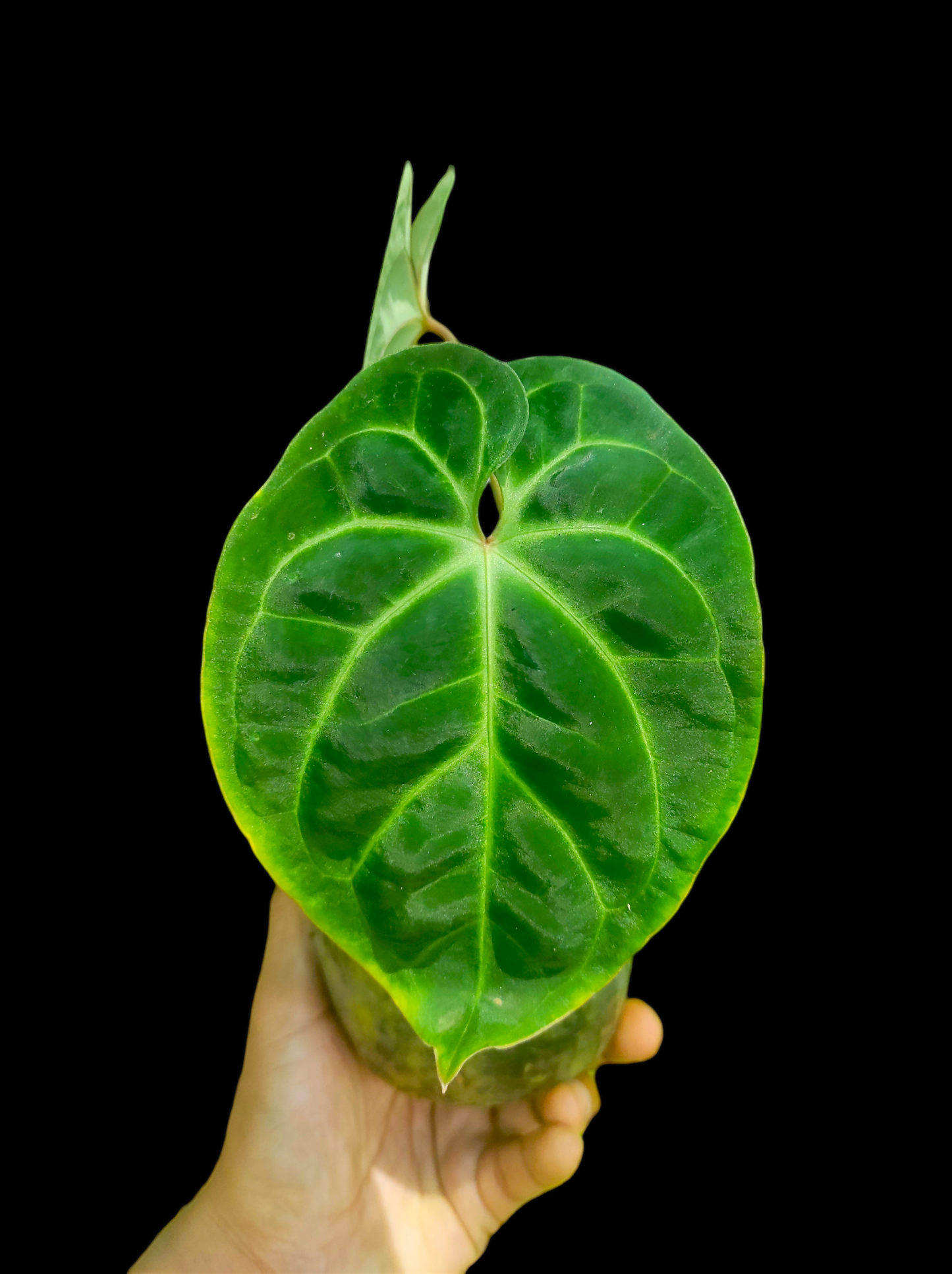 Anthurium besseae aff 2 leaves "Round form"