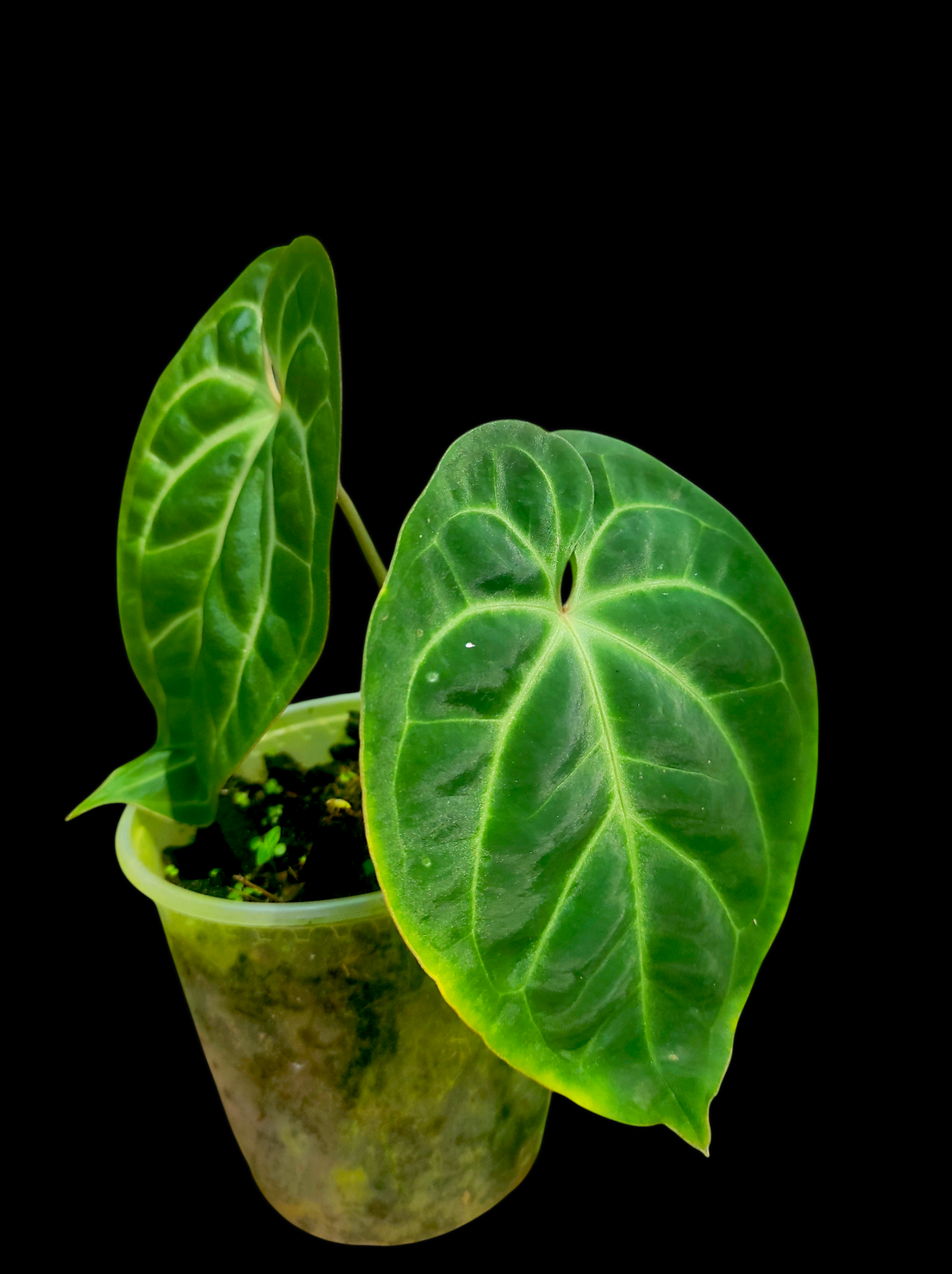 Anthurium besseae aff 2 leaves "Round form"