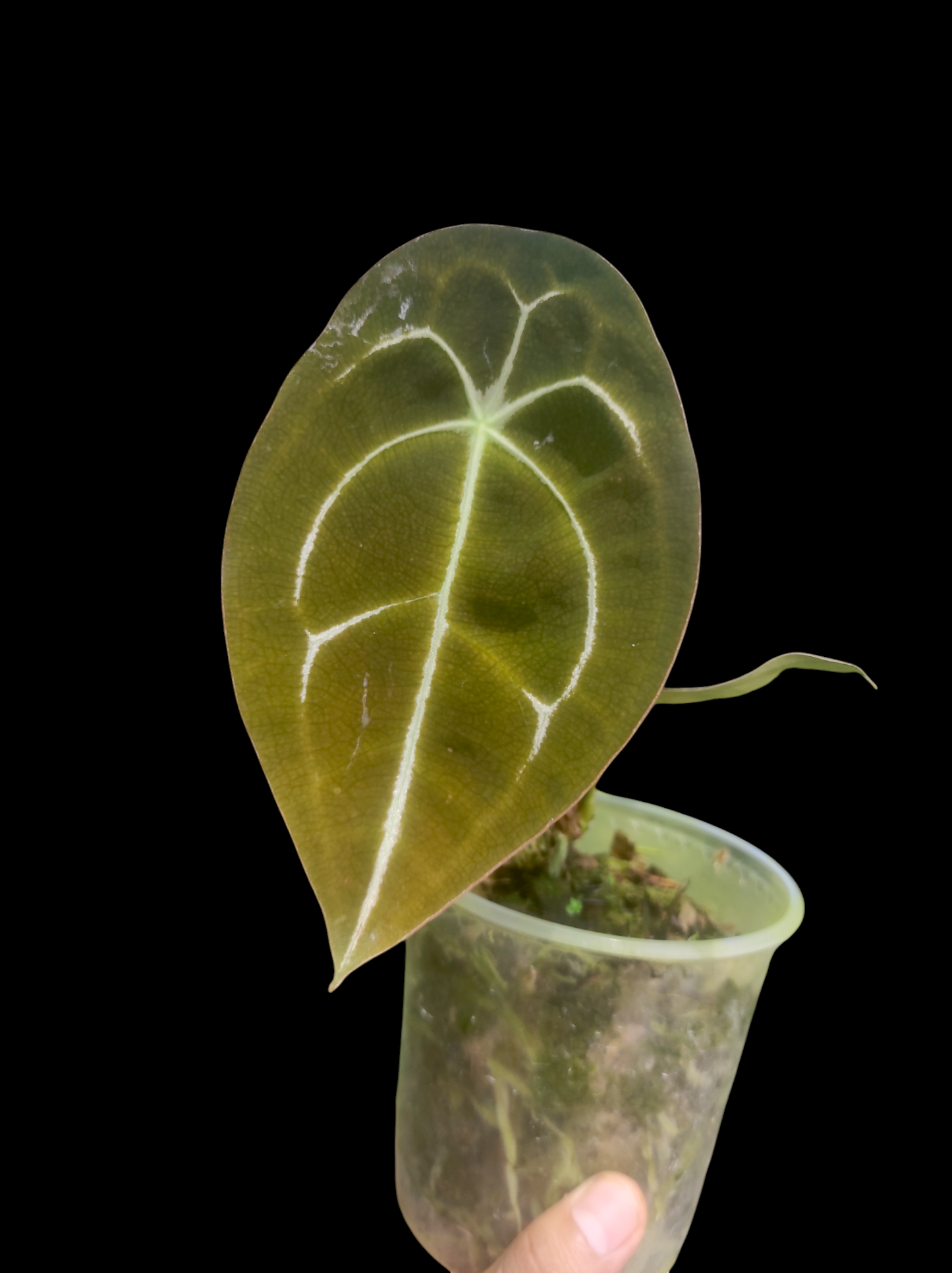 Anthurium forgetii 3 leaves "Faint White Veins"