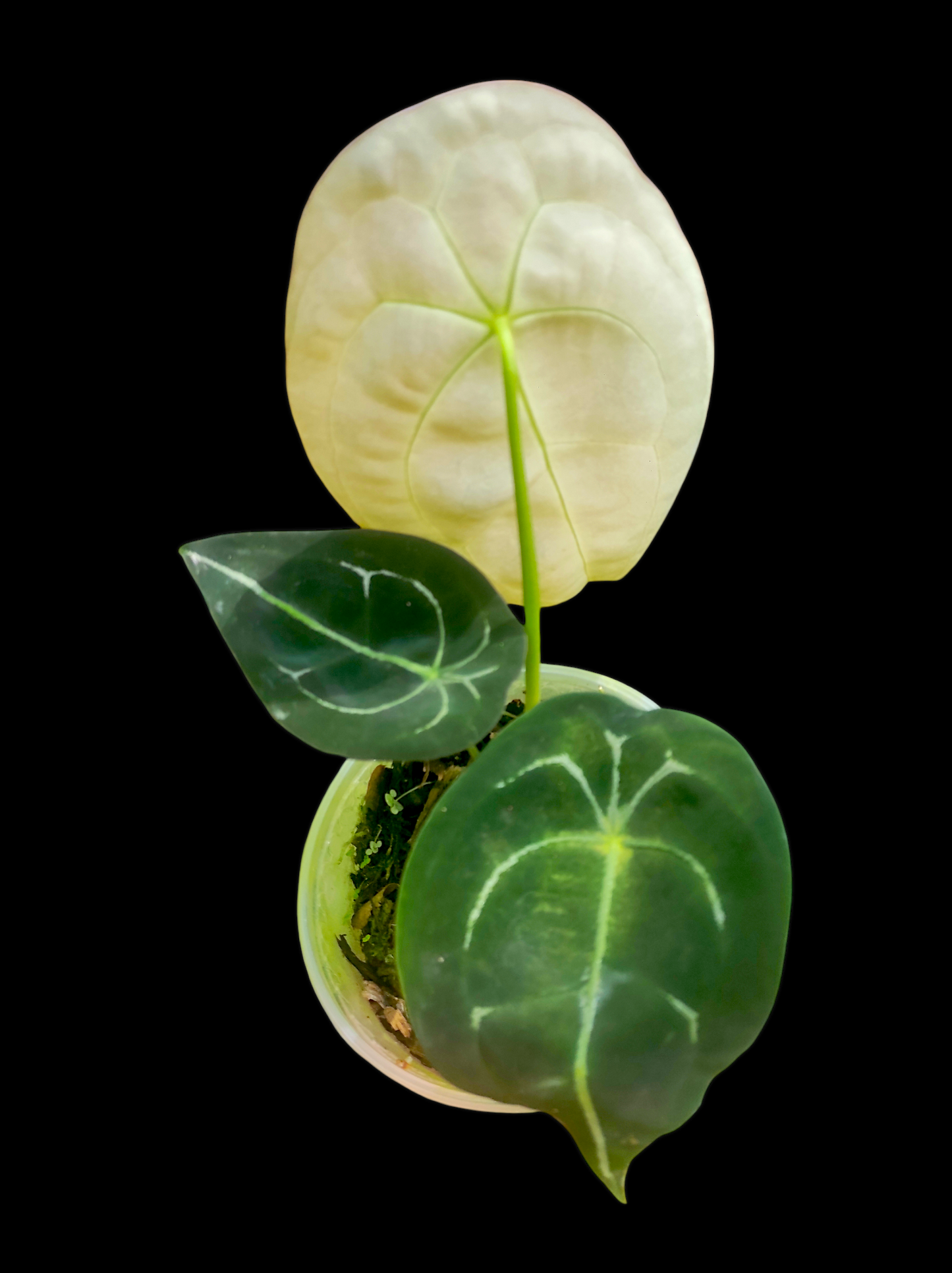 Anthurium forgetii 3 leaves "Faint White Veins"