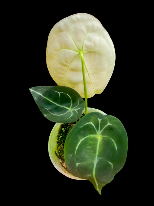 Anthurium forgetii 3 leaves "Faint White Veins"