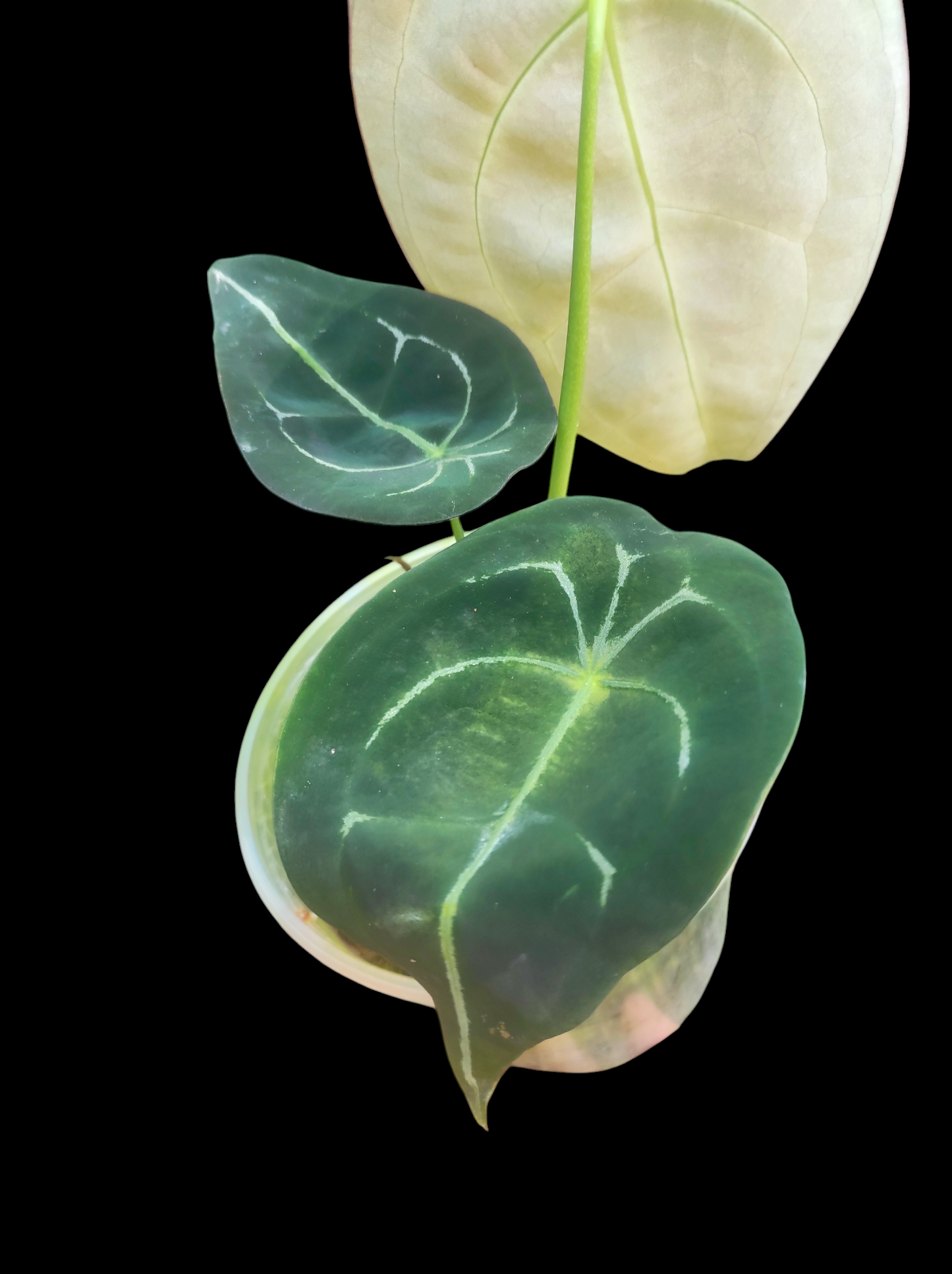 Anthurium forgetii 3 leaves "Faint White Veins"