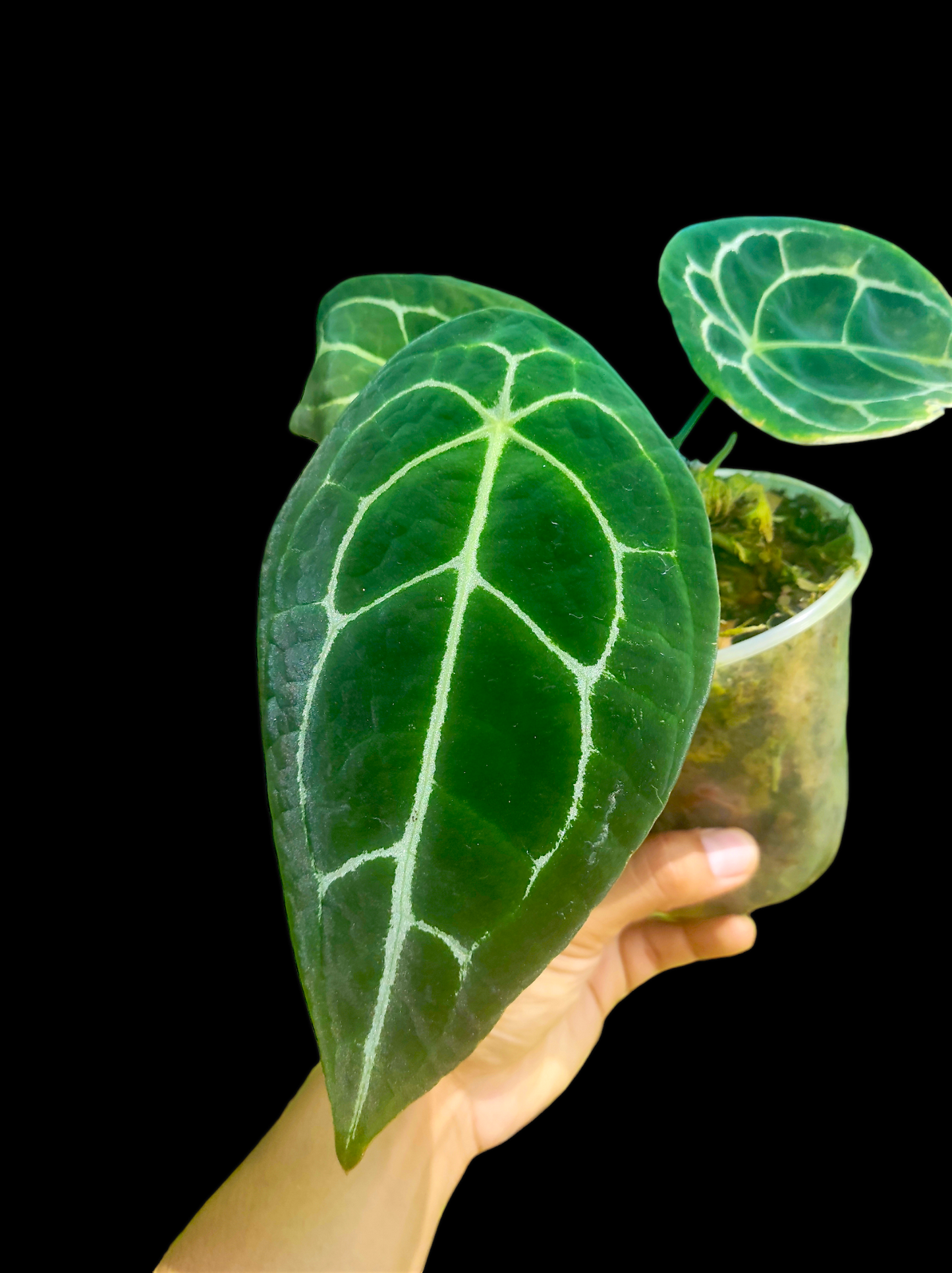 Anthurium forgetii 3 leaves "Narrow form"
