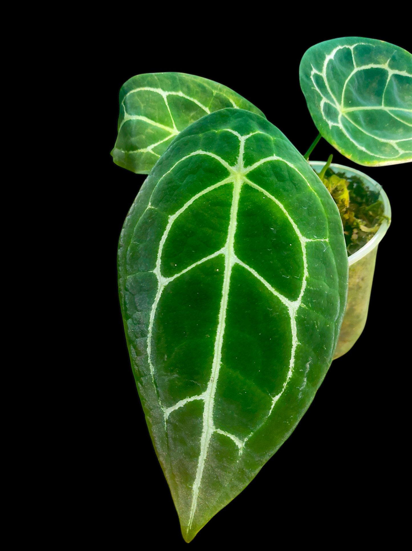 Anthurium forgetii 3 leaves "Narrow form"