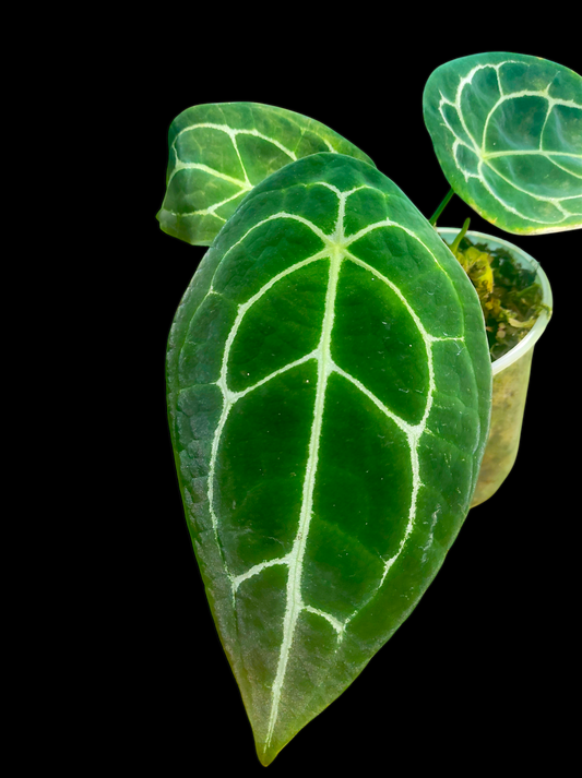 Anthurium forgetii 3 leaves "Narrow form"