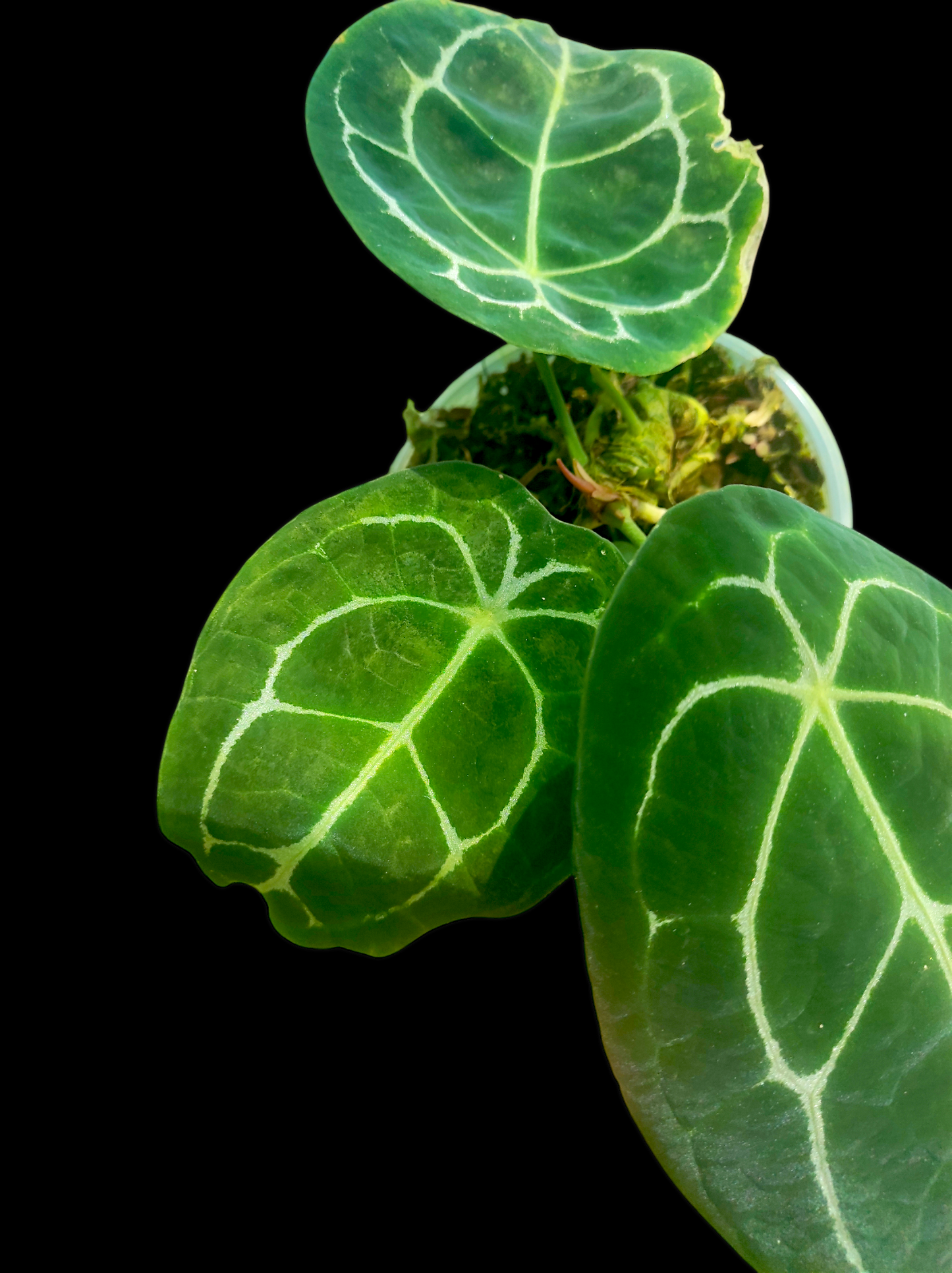 Anthurium forgetii 3 leaves "Narrow form"