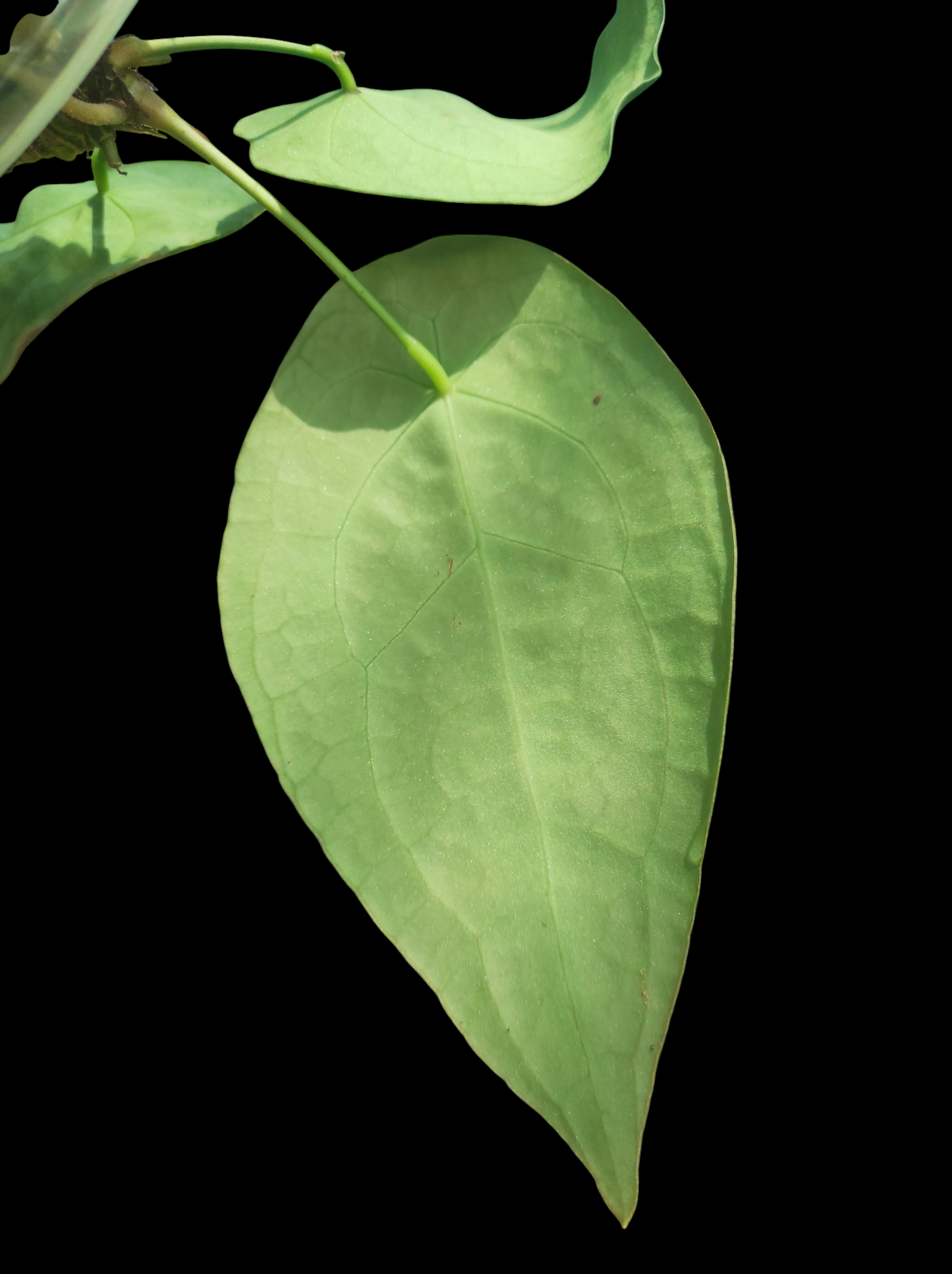 Anthurium forgetii 3 leaves "Narrow form"