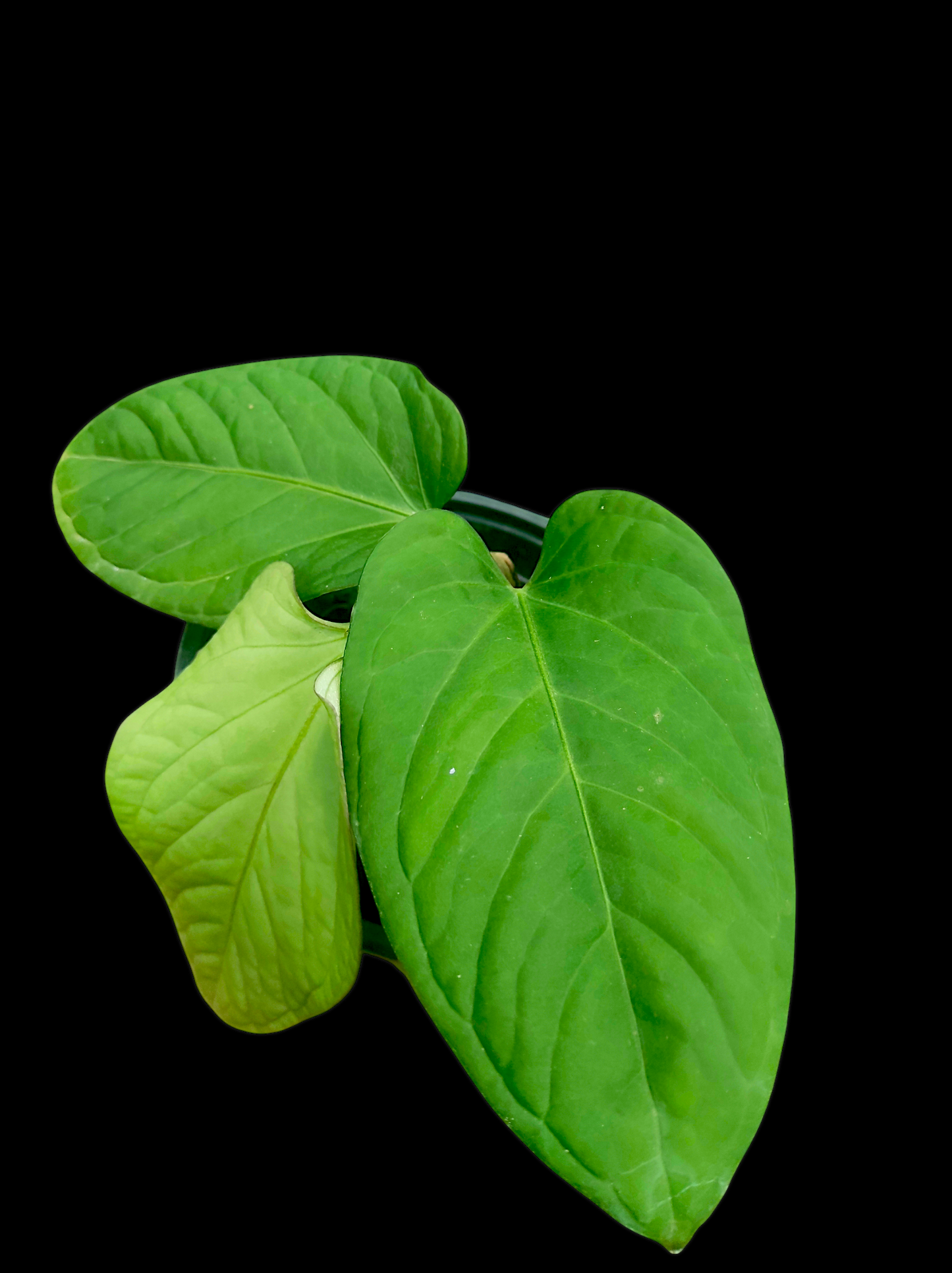 Anthurium pulcachense Croat