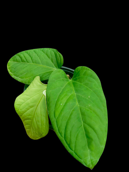 Anthurium pulcachense Croat