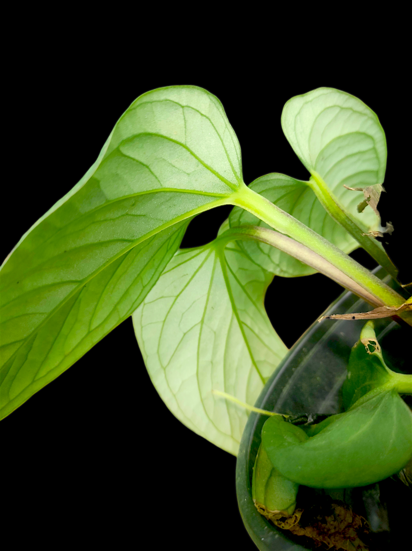 Anthurium pulcachense Croat