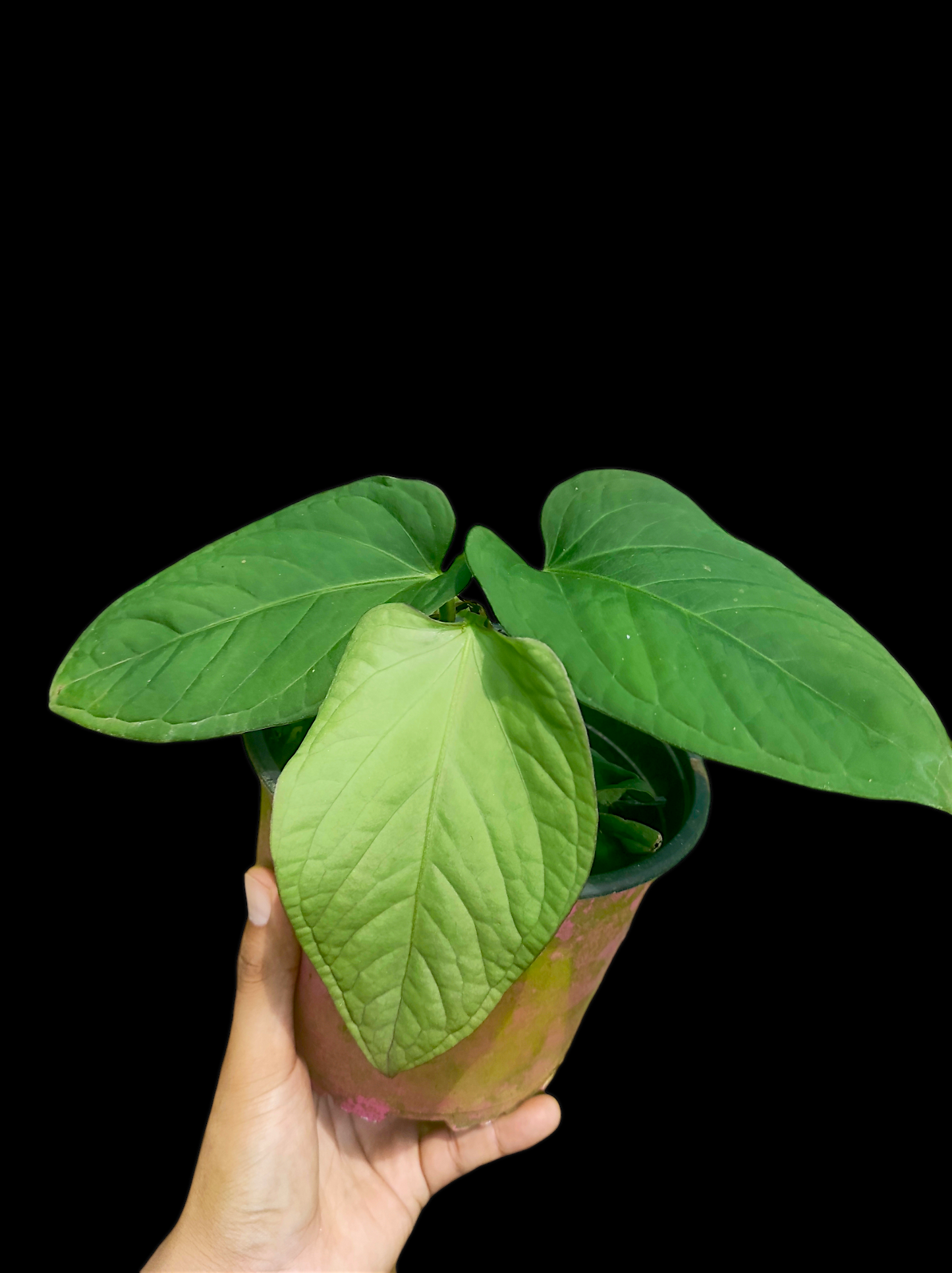 Anthurium pulcachense Croat
