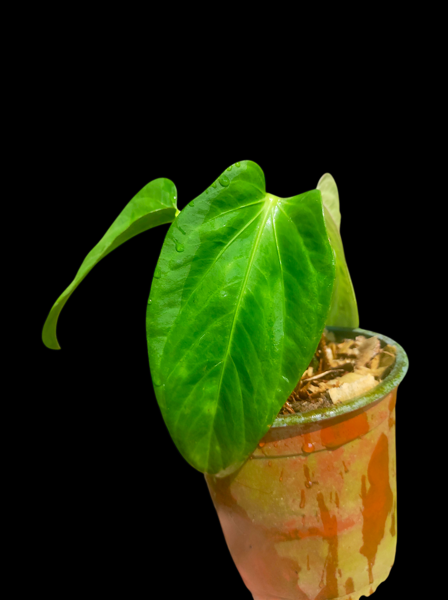 Anthurium pulcachense "Slim form"