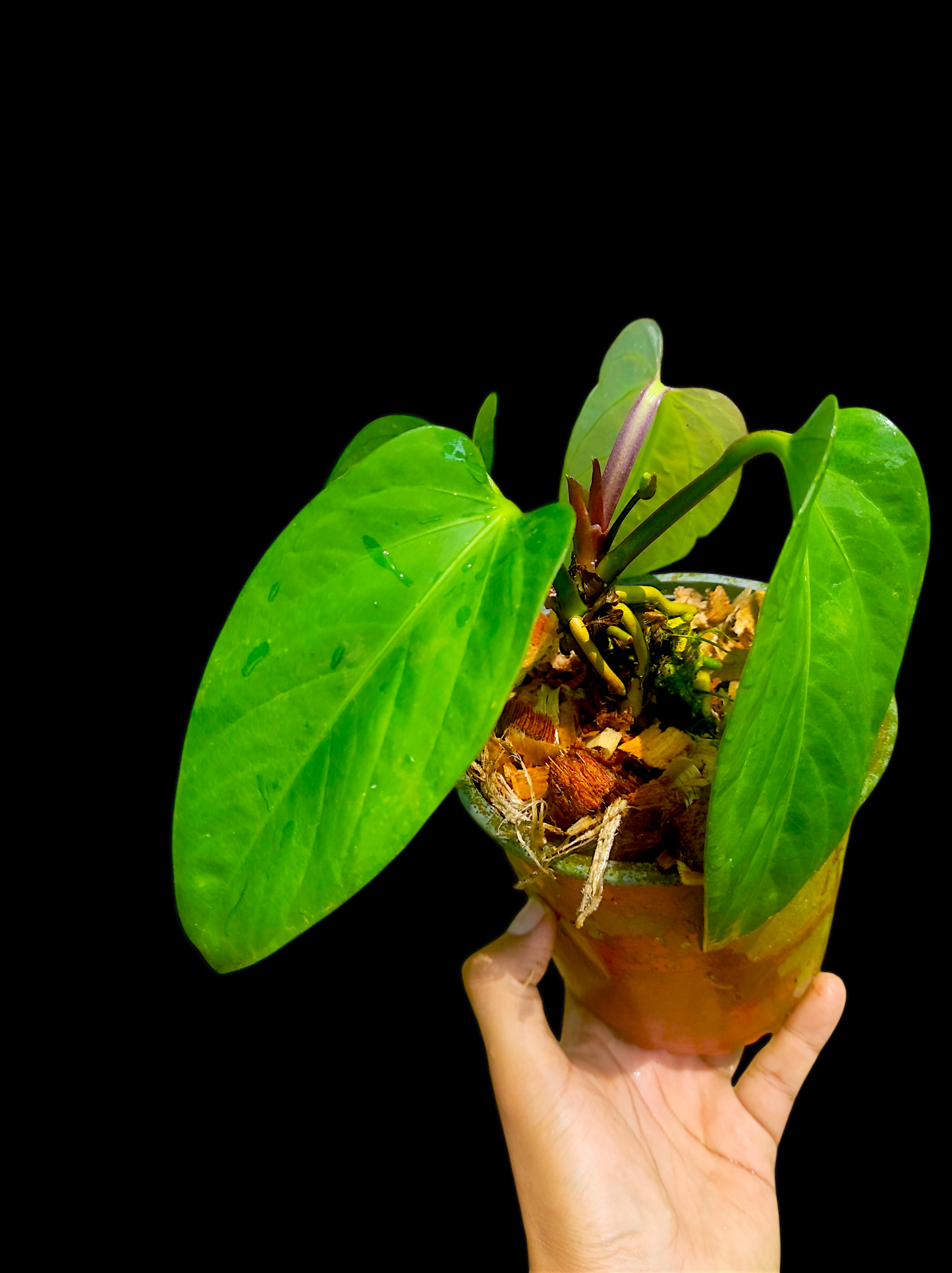 Anthurium pulcachense "Slim form"