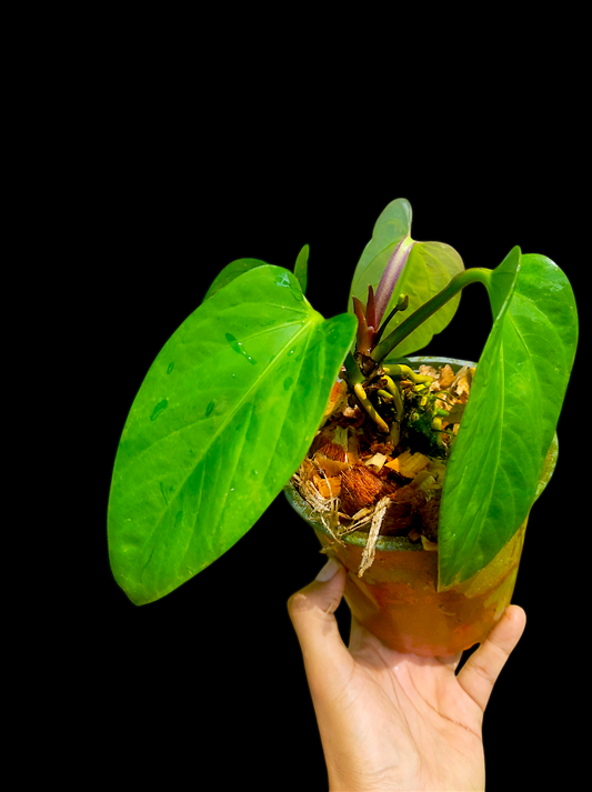 Anthurium pulcachense "Slim form"