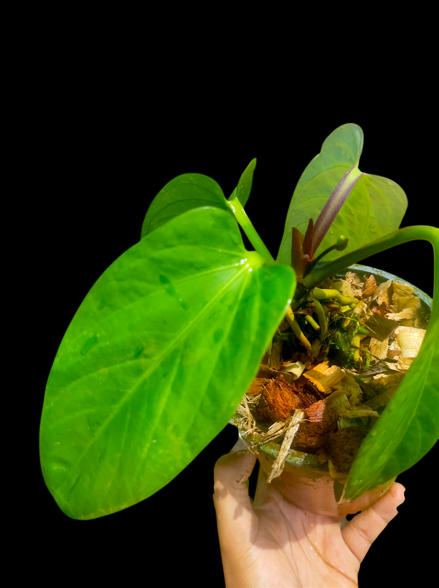 Anthurium pulcachense "Slim form"