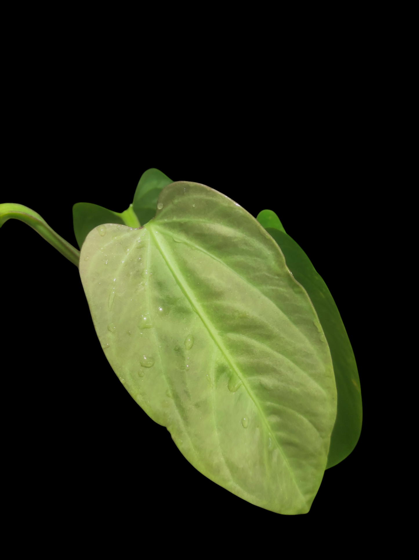 Anthurium pulcachense "Slim form"
